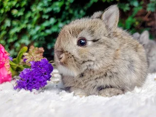 Jersey Wooly rabbits