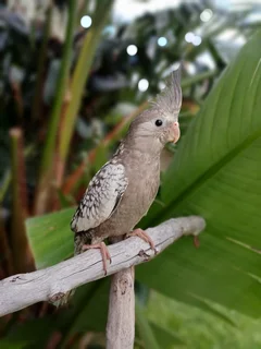 Tame cockatiels available