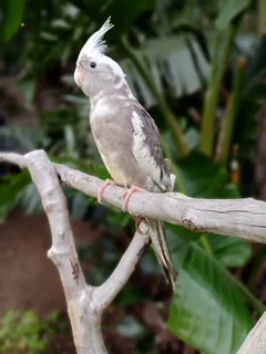 Tame cockatiels available