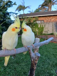 Tame cockatiels available