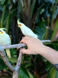 Tame cockatiels available