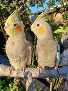 Tame cockatiels available