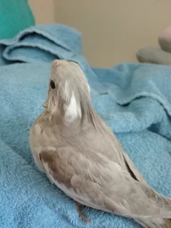 Tame cockatiels available