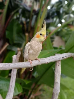 Tame cockatiels available