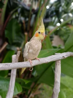 Tame cockatiels available