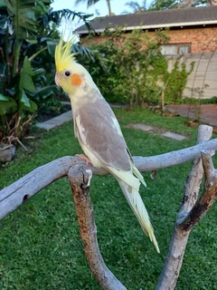 Tame cockatiels available
