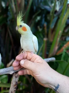 Tame cockatiels available