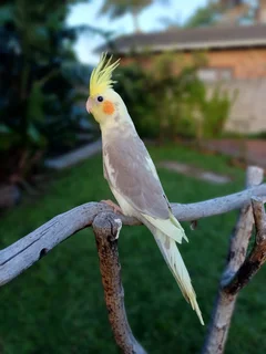 Tame cockatiels Available