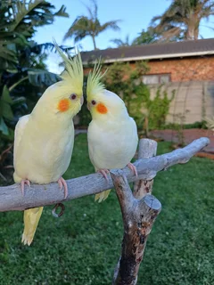 Tame cockatiels Available