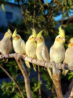 Tame cockatiels Available