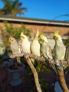 Tame cockatiels Available