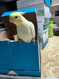 Tame cockatiels available