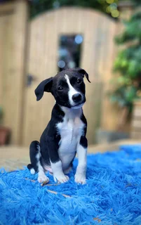 Rescued pups Cocoa &amp; Biscotti need a new home.