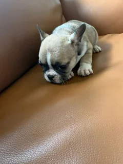 French Bulldog