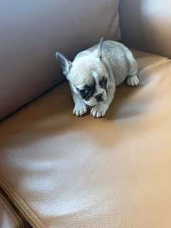 French Bulldog