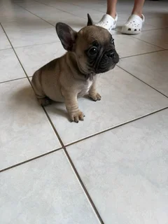 French Bulldog