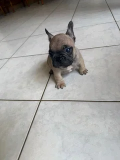 French Bulldog