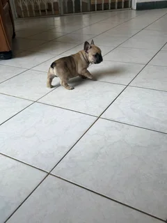 French Bulldog