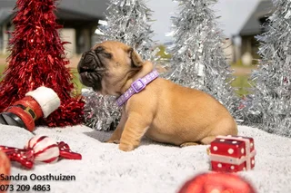 French Bulldogs