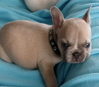 French Bulldogs