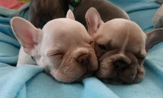 French Bulldogs