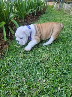 English Bulldogs