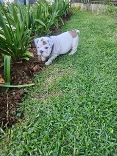 English Bulldogs