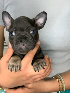 French Bulldogs