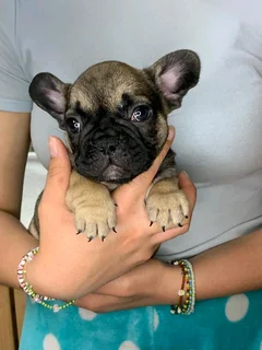French Bulldogs