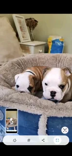 English Bulldogs