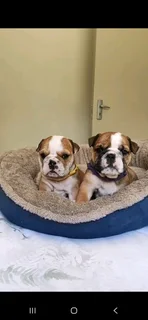 English Bulldogs