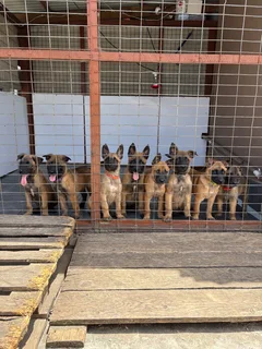 Belgian Malinois puppies