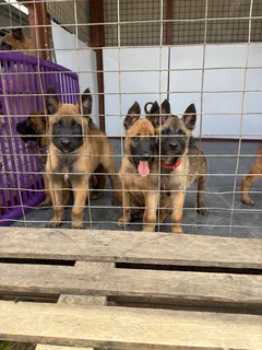 Belgian Malinois puppies