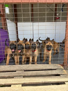 Belgian Malinois puppies