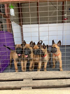 Belgian Malinois puppies