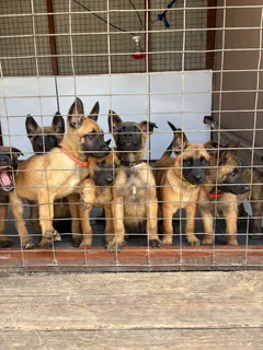 Belgian Malinois puppies