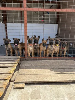Belgian Malinois puppies