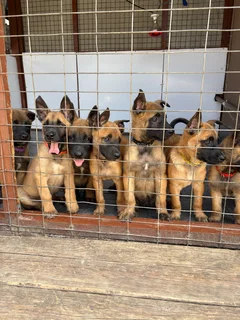 Belgian Malinois puppies