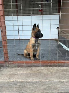 Belgian Malinois pupp