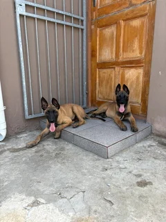 Belgian Malinois puppies