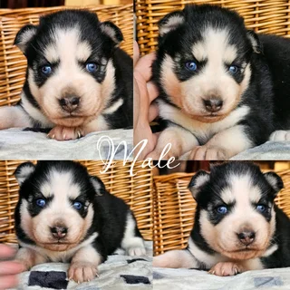 Beautiful Pomsky puppies Available