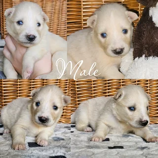 Beautiful Pomsky puppies Available