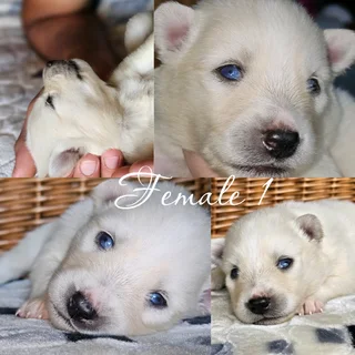 Beautiful Pomsky puppies Available