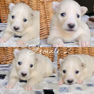 Beautiful Pomsky puppies Available