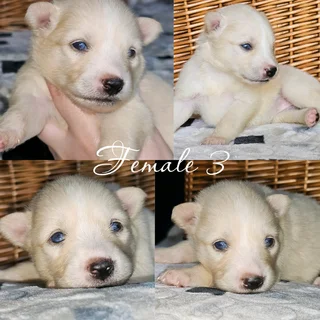 Beautiful Pomsky puppies Available