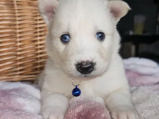 Beautiful Pomsky puppies Available