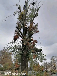 Upman Tree Felling/Boomsloping