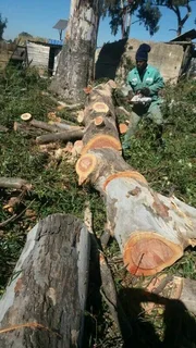 Upman Tree Felling/Boomsloping