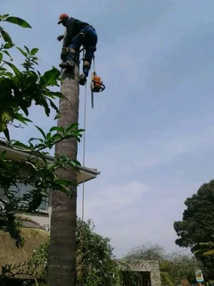 Upman Tree Felling/Boomsloping