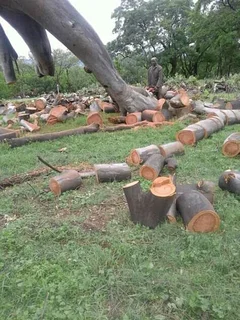 Upman Tree Felling/Boomsloping
